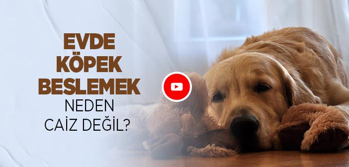 Evde Köpek Beslemek Neden Caiz Değil?