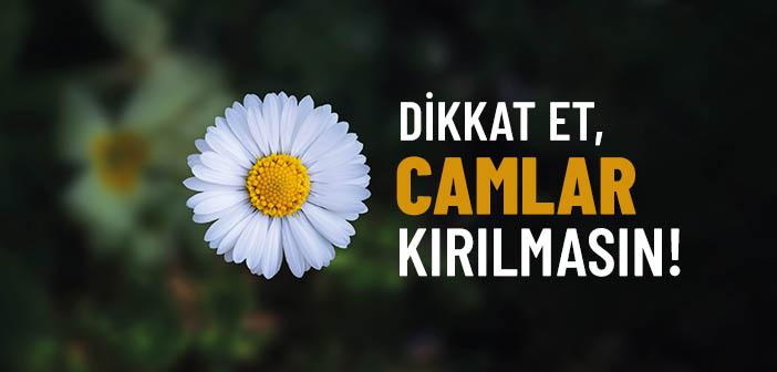 Yâ Enceşe! Dikkat Et, Camlar Kırılmasın!